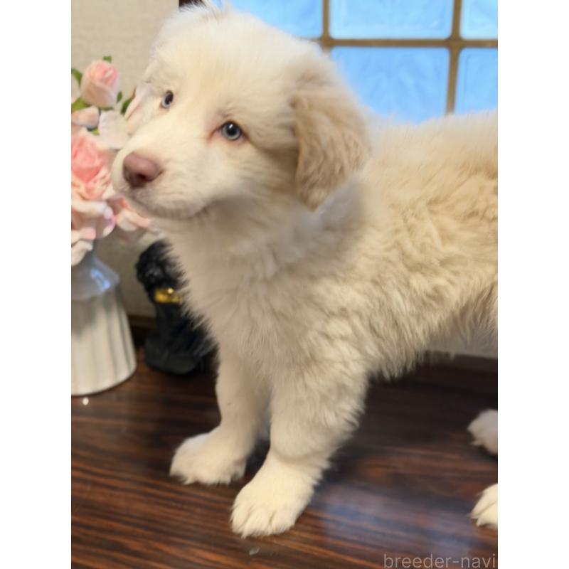 販売中の埼玉県のボーダーコリー-449507の4枚目