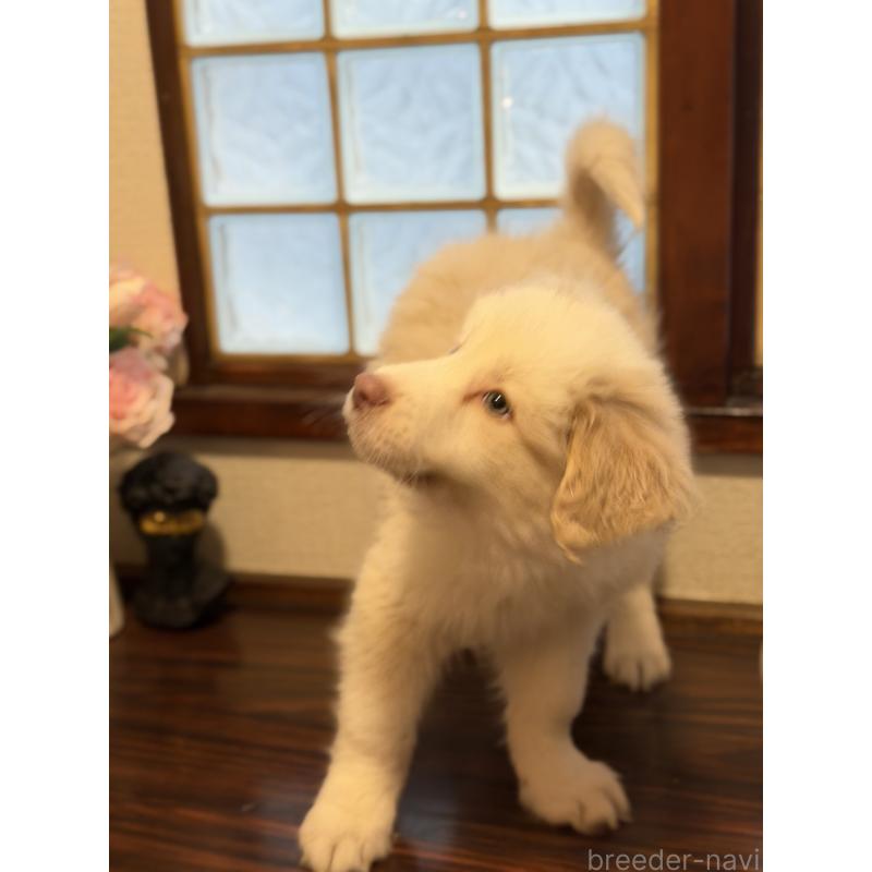 販売中の埼玉県のボーダーコリー-449507の3枚目