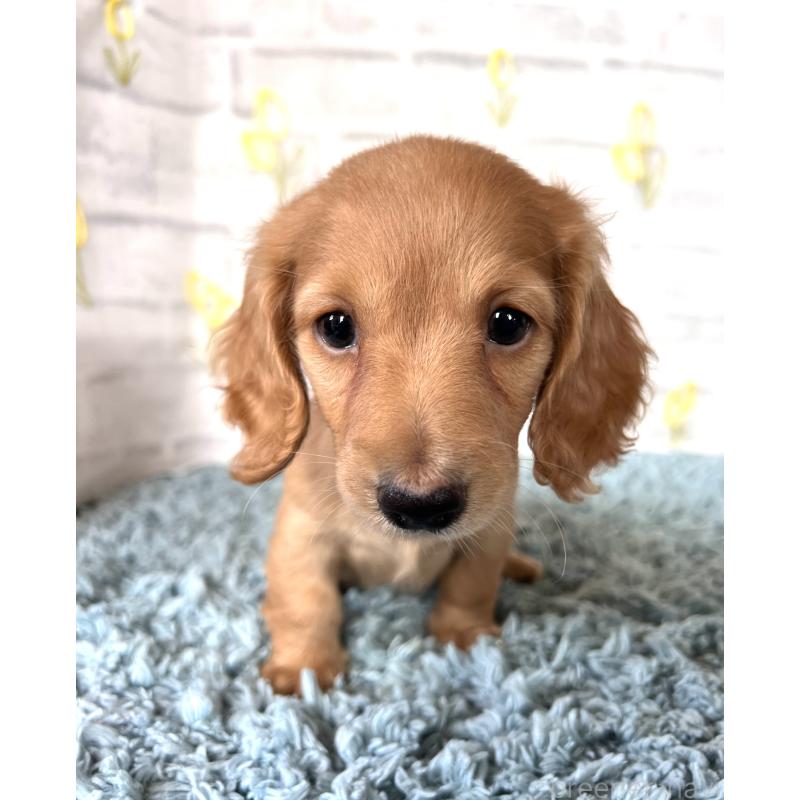 販売中の埼玉県のミニチュアダックスフンド(ロングヘアード)-449716の17枚目