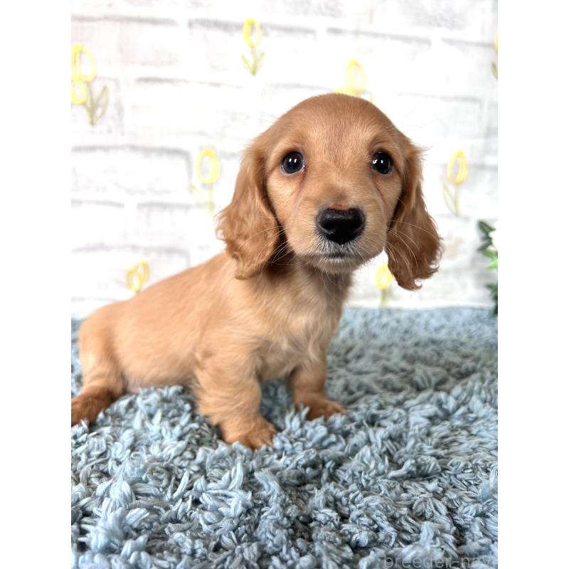 販売中の埼玉県のミニチュアダックスフンド(ロングヘアード)-449716の15枚目