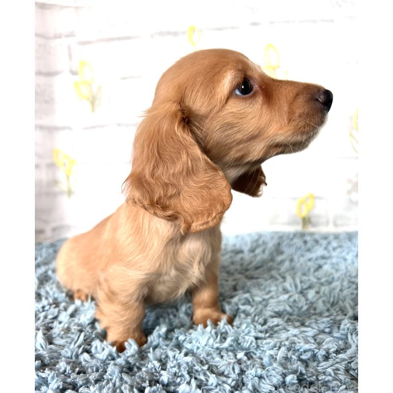 販売中の埼玉県のミニチュアダックスフンド(ロングヘアード)-449716の14枚目