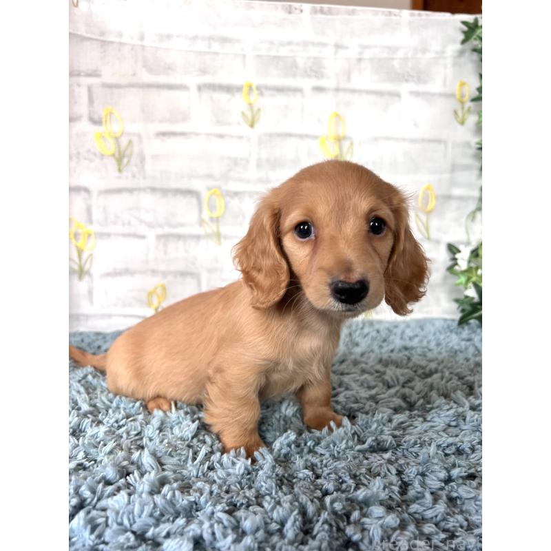 販売中の埼玉県のミニチュアダックスフンド(ロングヘアード)-449716の13枚目