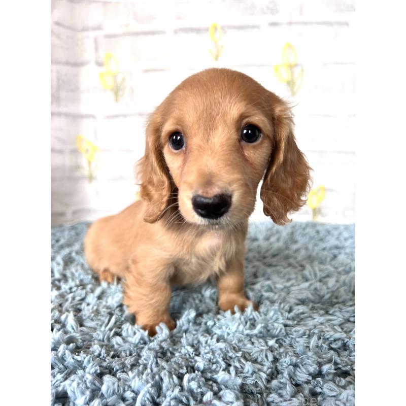 販売中の埼玉県のミニチュアダックスフンド(ロングヘアード)-449716の12枚目