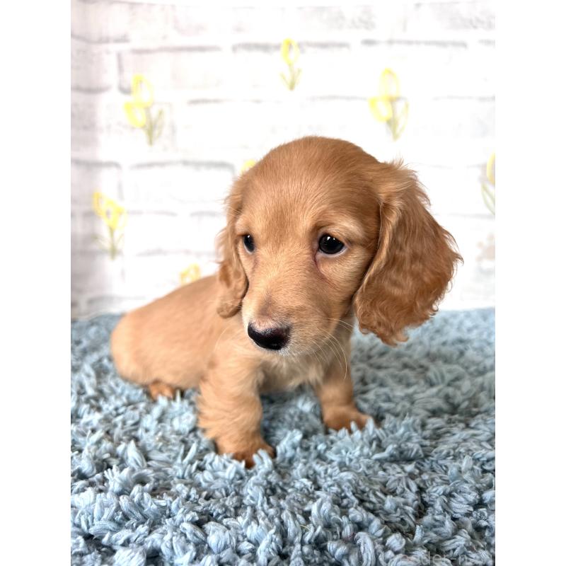 販売中の埼玉県のミニチュアダックスフンド(ロングヘアード)-449716の10枚目