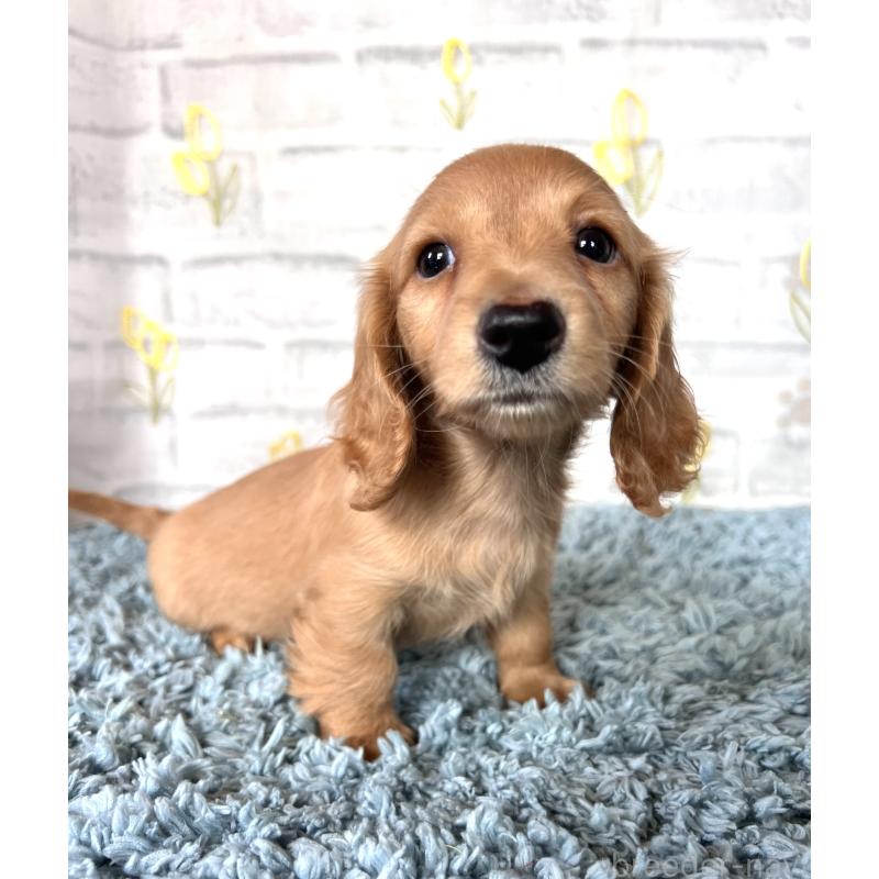 販売中の埼玉県のミニチュアダックスフンド(ロングヘアード)-449716の9枚目