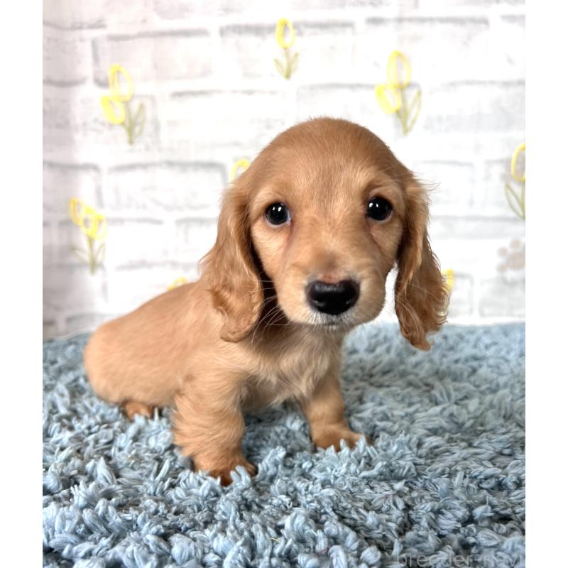 販売中の埼玉県のミニチュアダックスフンド(ロングヘアード)-449716の8枚目