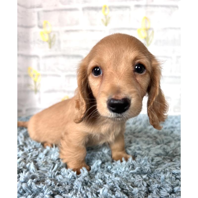 販売中の埼玉県のミニチュアダックスフンド(ロングヘアード)-449716の7枚目