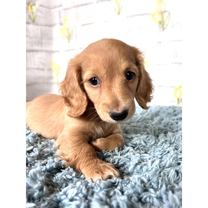 販売中の埼玉県のミニチュアダックスフンド(ロングヘアード)-449716の6枚目