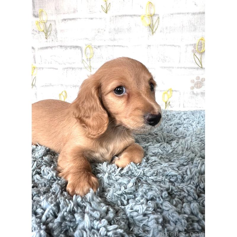 販売中の埼玉県のミニチュアダックスフンド(ロングヘアード)-449716の5枚目