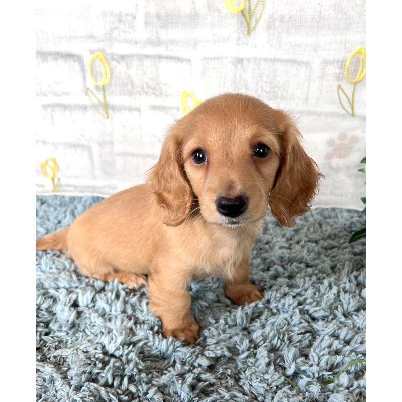 販売中の埼玉県のミニチュアダックスフンド(ロングヘアード)-449716の3枚目