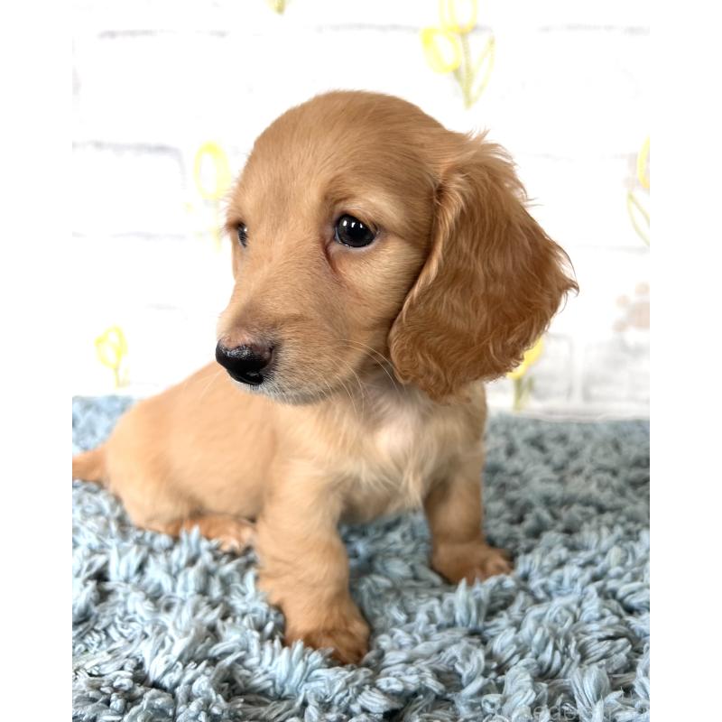 販売中の埼玉県のミニチュアダックスフンド(ロングヘアード)-449716の2枚目