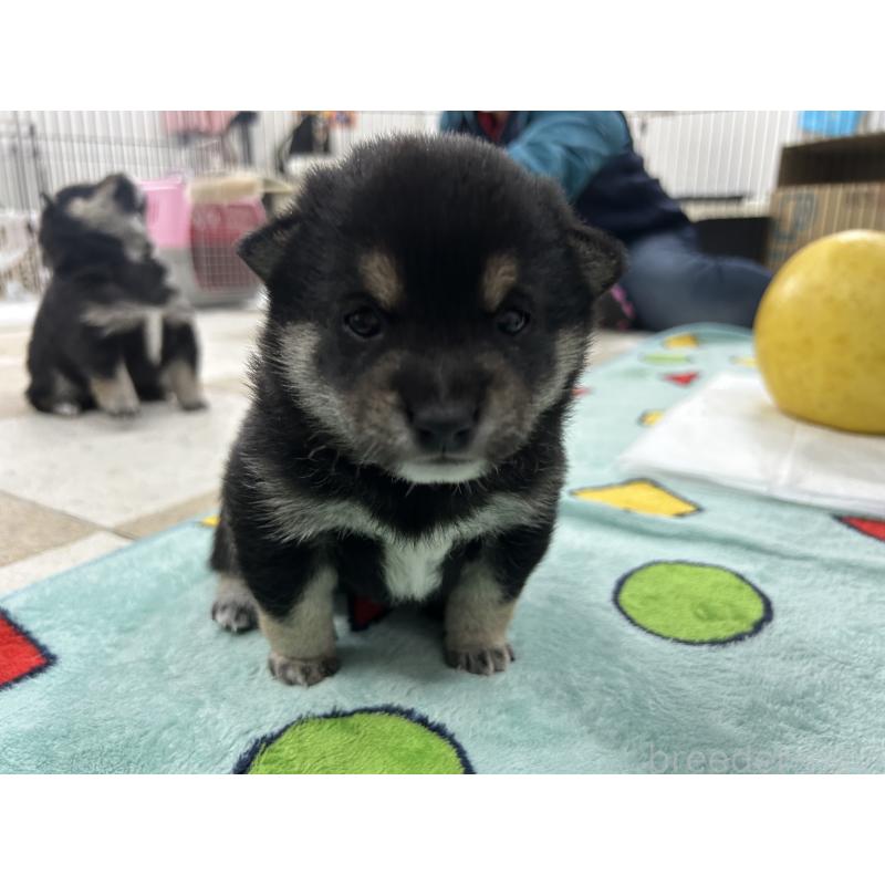 販売中の鹿児島県の豆柴-449720の11枚目