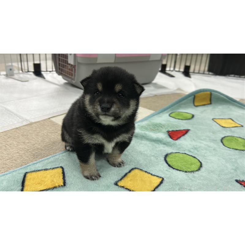 販売中の鹿児島県の豆柴-449720の10枚目