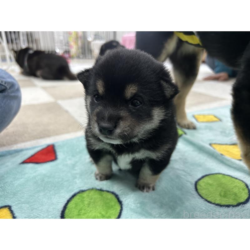 販売中の鹿児島県の豆柴-449720の9枚目