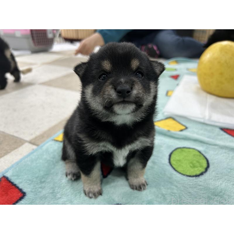 販売中の鹿児島県の豆柴-449720の8枚目