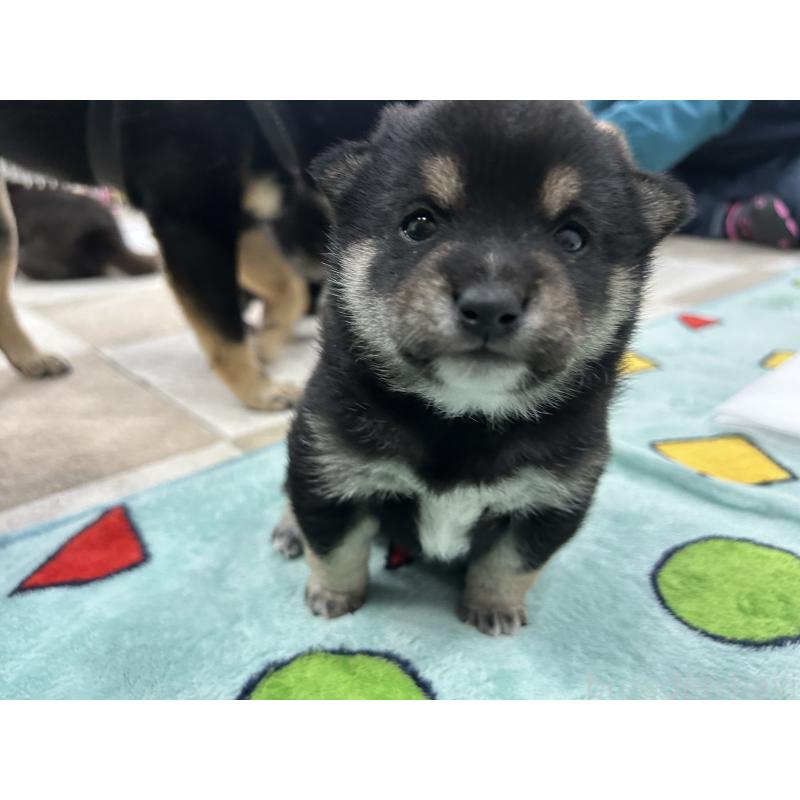 販売中の鹿児島県の豆柴-449720の7枚目