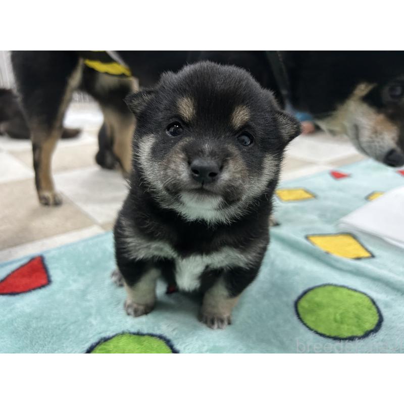 販売中の鹿児島県の豆柴-449720の6枚目