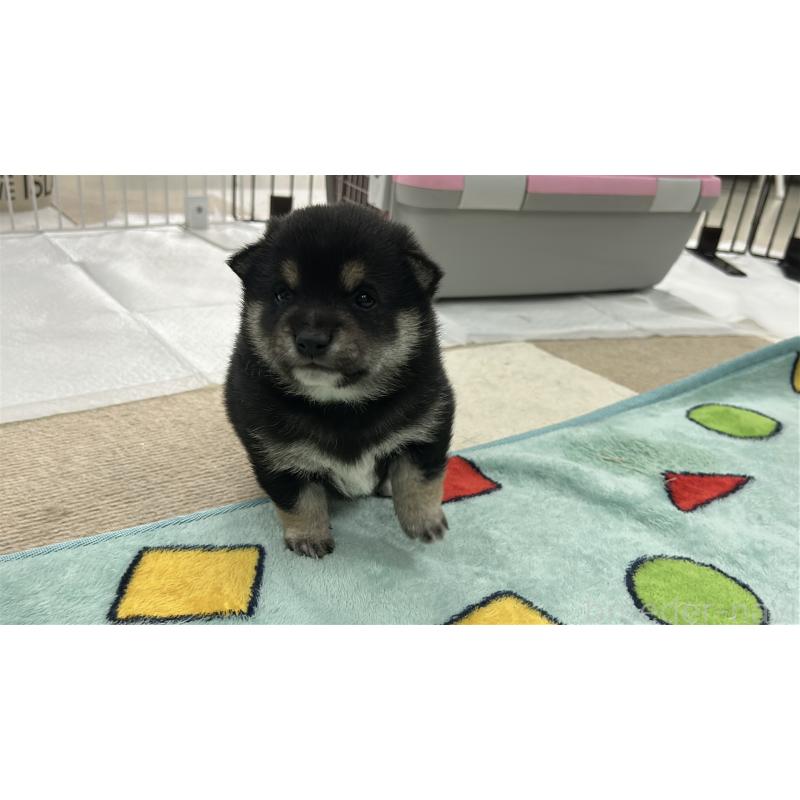 販売中の鹿児島県の豆柴-449720の5枚目