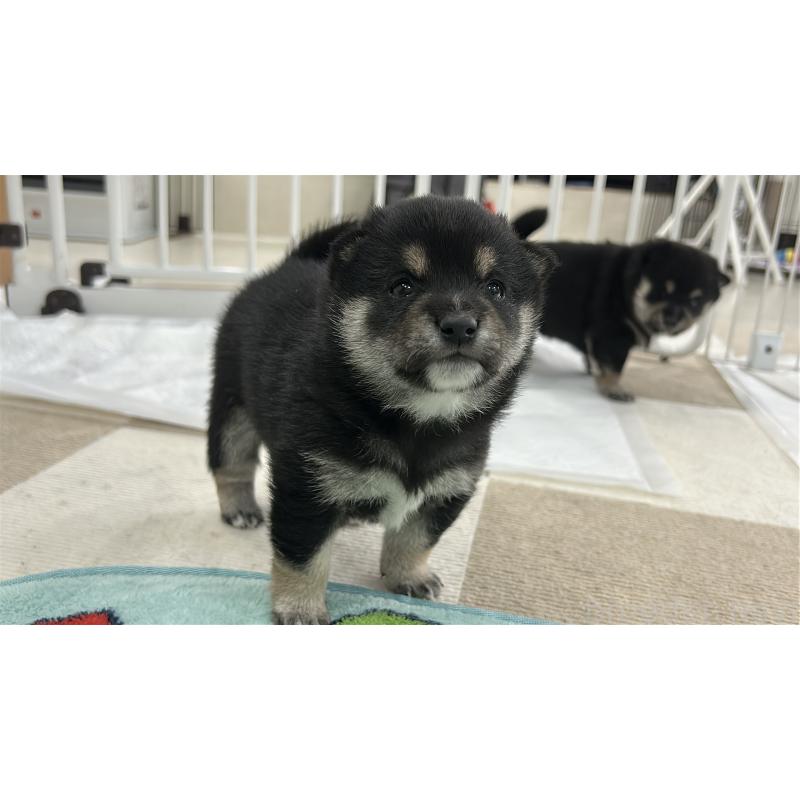 販売中の鹿児島県の豆柴-449720の3枚目