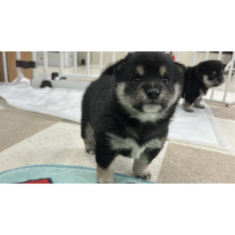 販売中の鹿児島県の豆柴-449720の2枚目