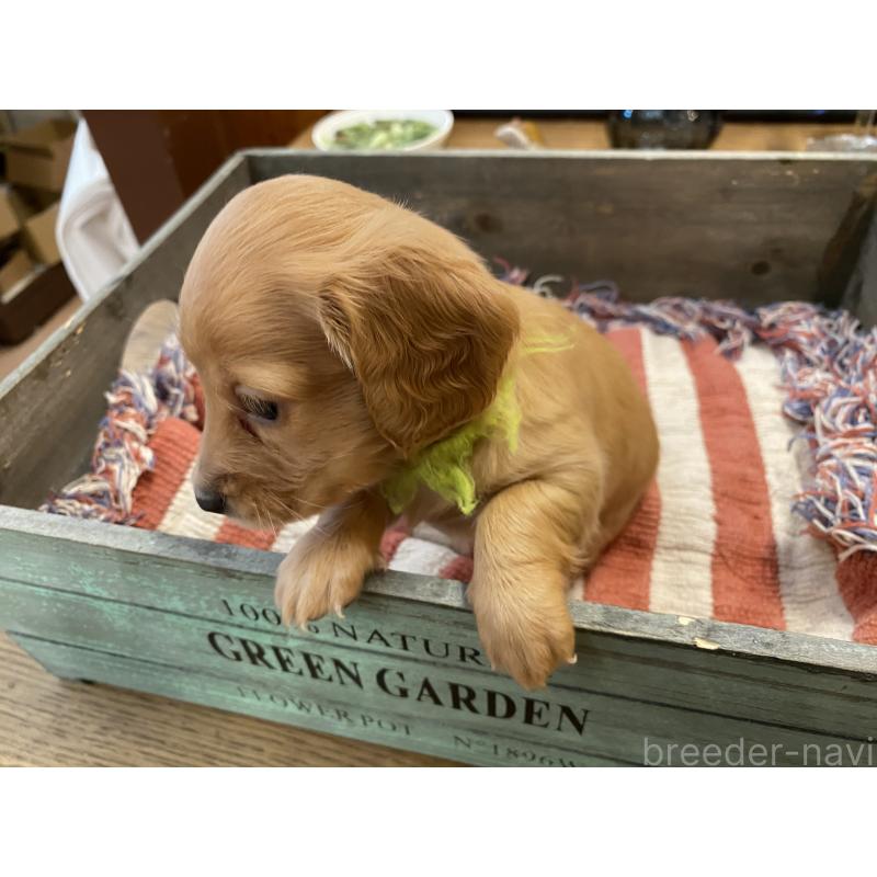 販売中の沖縄県のミニチュアダックスフンド(ロングヘアード)-449721の6枚目