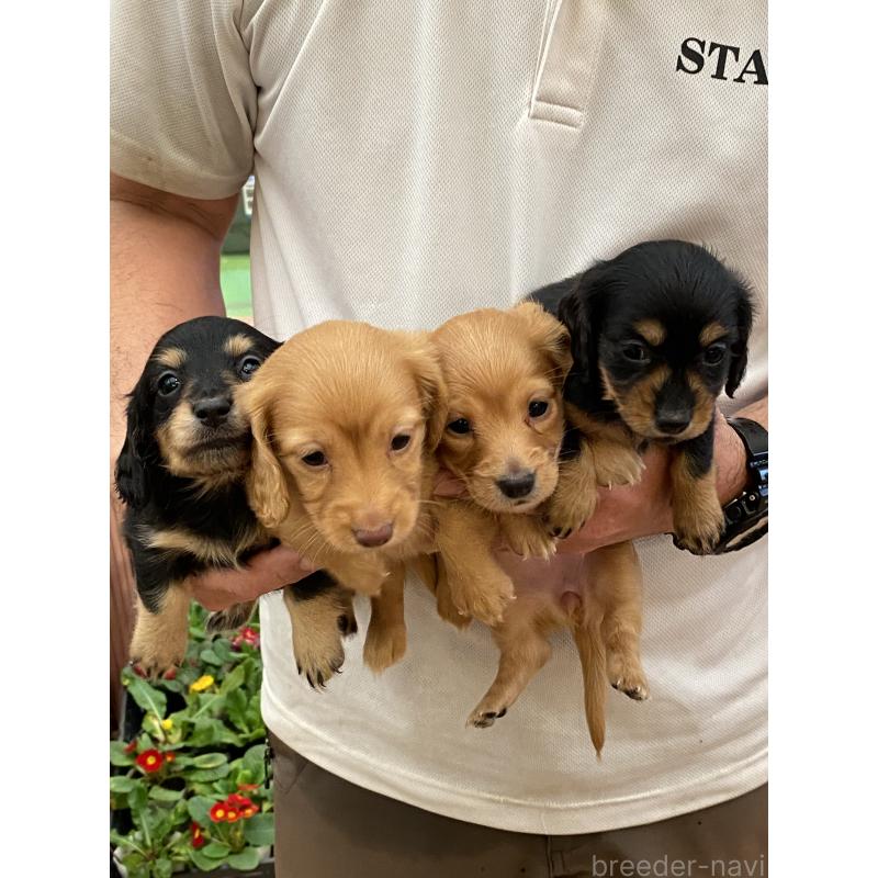 販売中の沖縄県のミニチュアダックスフンド(ロングヘアード)-449721の5枚目