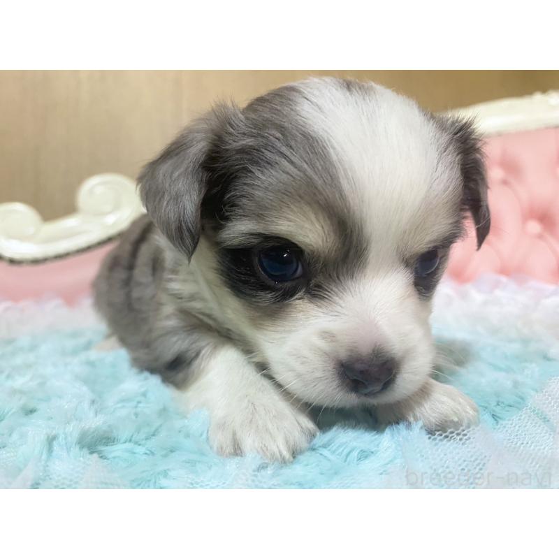 販売中の熊本県のチワワ(ロングコート)-449719の2枚目