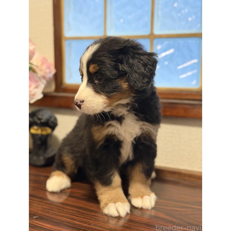 販売中の埼玉県のバーニーズマウンテンドッグ-449513の11枚目