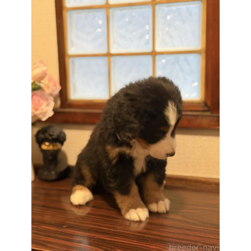 販売中の埼玉県のバーニーズマウンテンドッグ-449513の10枚目