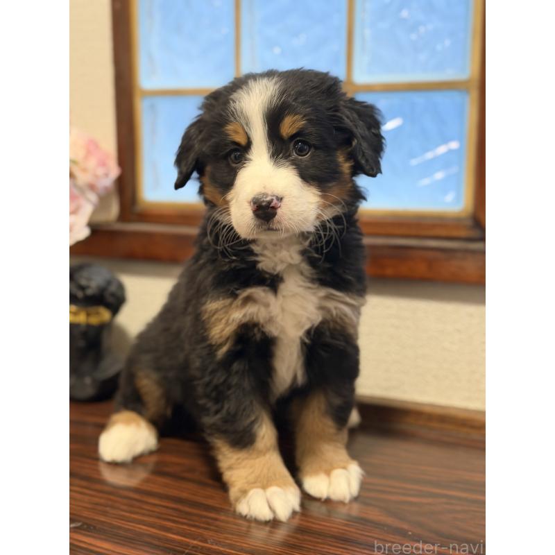 販売中の埼玉県のバーニーズマウンテンドッグ-449513の9枚目