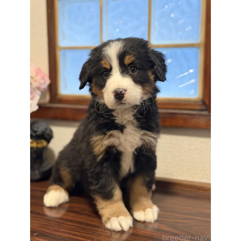 販売中の埼玉県のバーニーズマウンテンドッグ-449513の8枚目