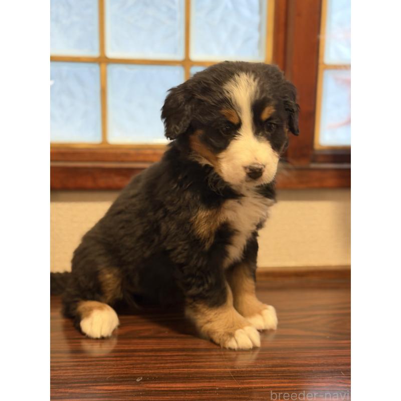 販売中の埼玉県のバーニーズマウンテンドッグ-449513の7枚目