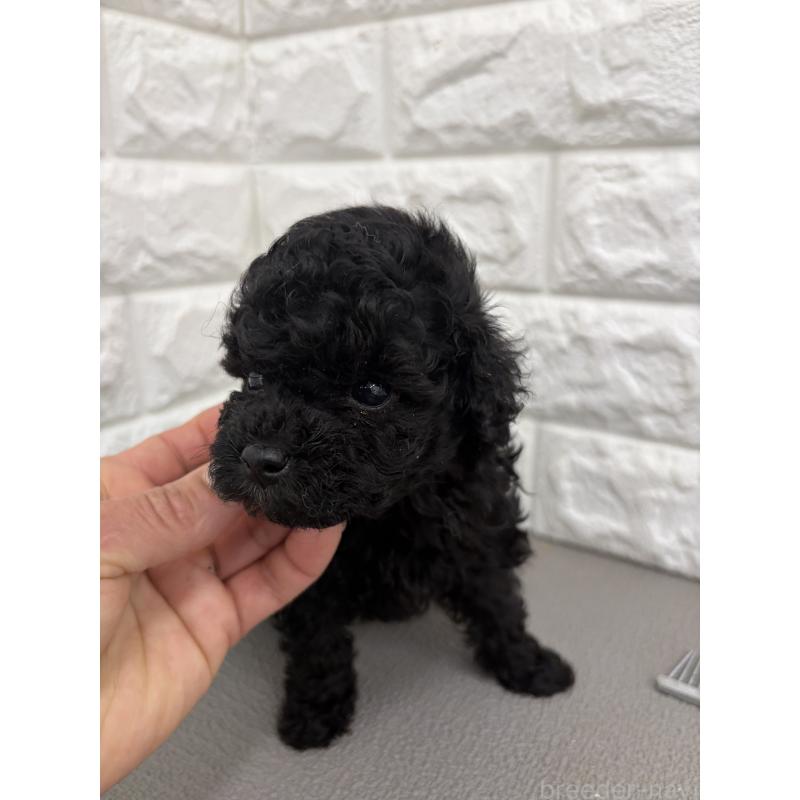 販売中の熊本県のティーカッププードル-449722の2枚目