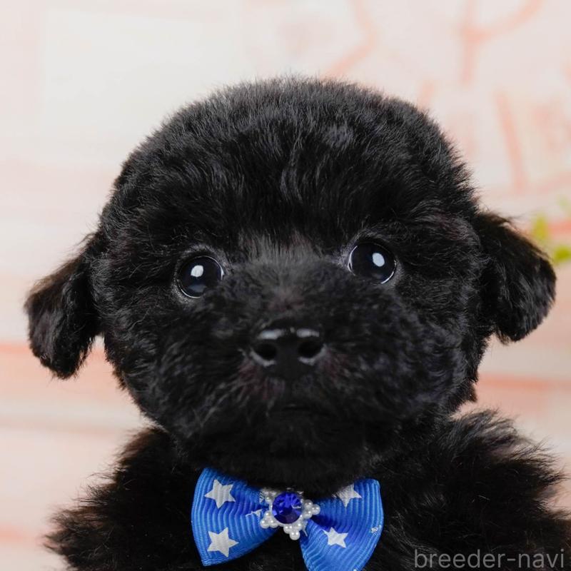 販売中の神奈川県のタイニープードル-449726