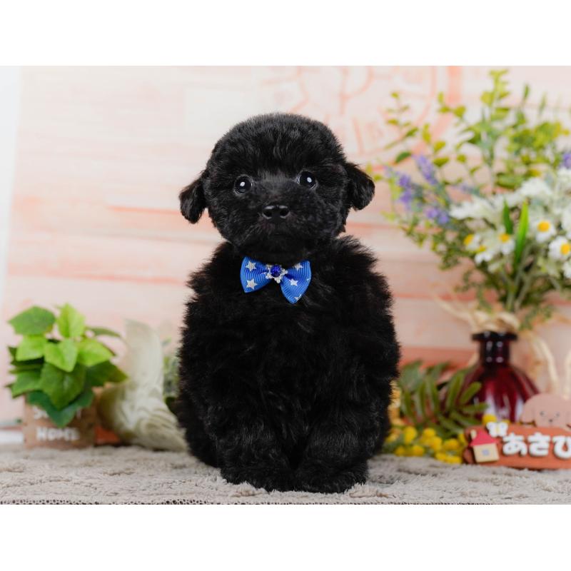 販売中の神奈川県のタイニープードル-449726の11枚目