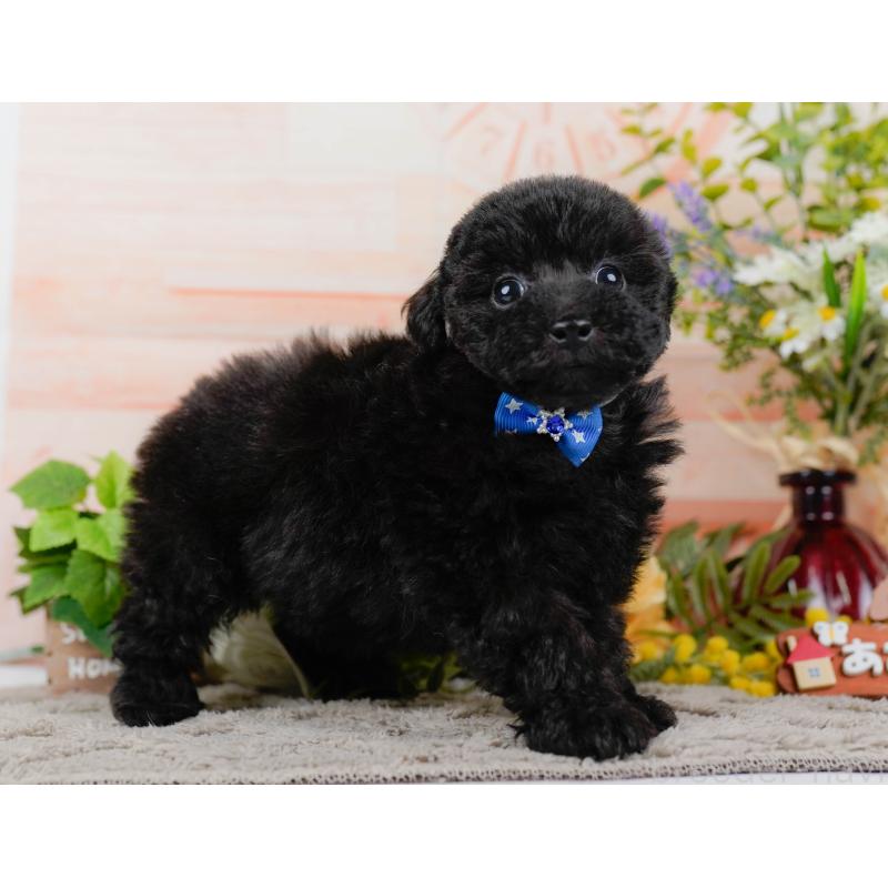 販売中の神奈川県のタイニープードル-449726の10枚目