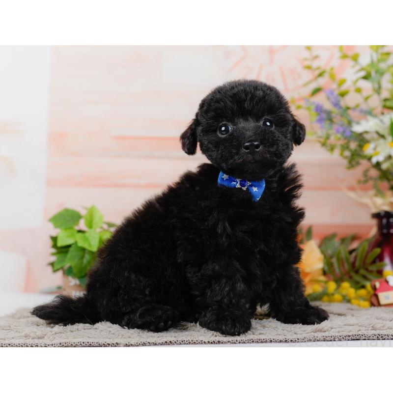 販売中の神奈川県のタイニープードル-449726の9枚目