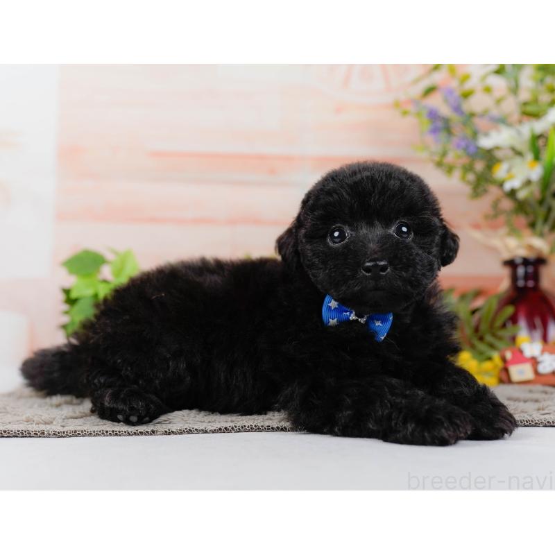 販売中の神奈川県のタイニープードル-449726の8枚目