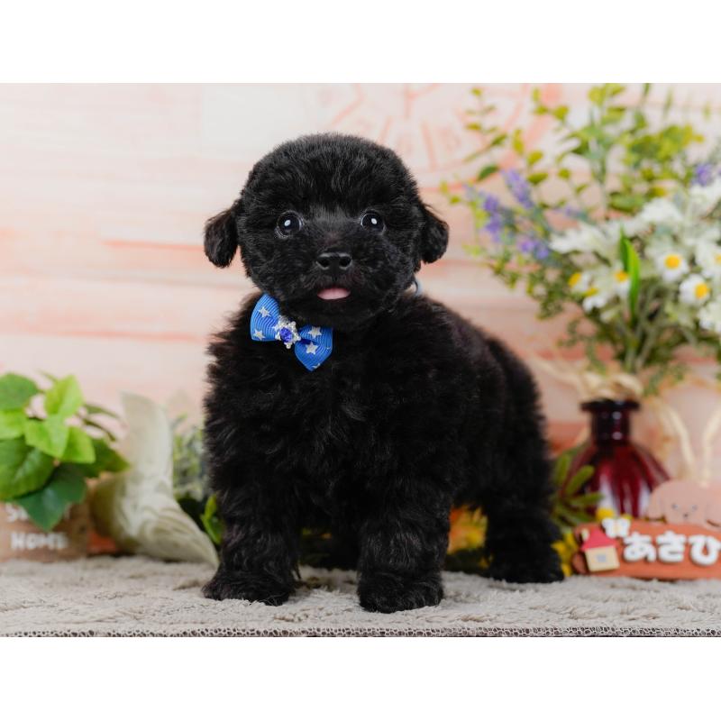 販売中の神奈川県のタイニープードル-449726の7枚目