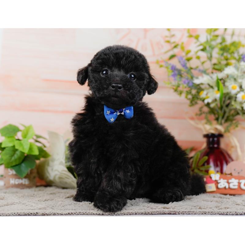 販売中の神奈川県のタイニープードル-449726の6枚目