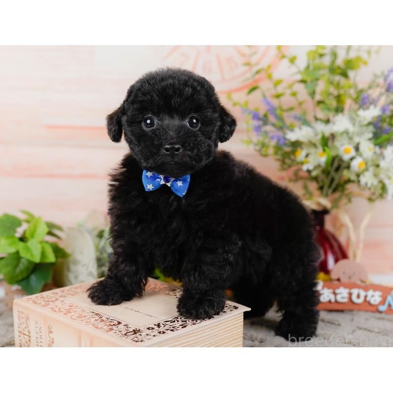 販売中の神奈川県のタイニープードル-449726の5枚目