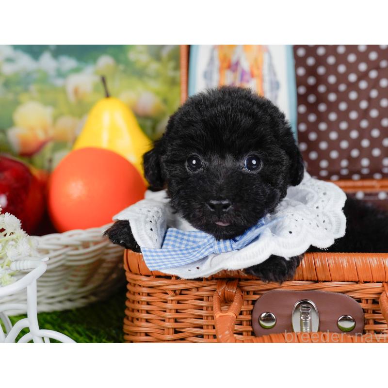 販売中の神奈川県のタイニープードル-449726の4枚目