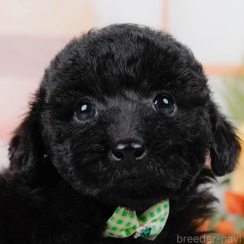 販売中の神奈川県のトイプードル-449727