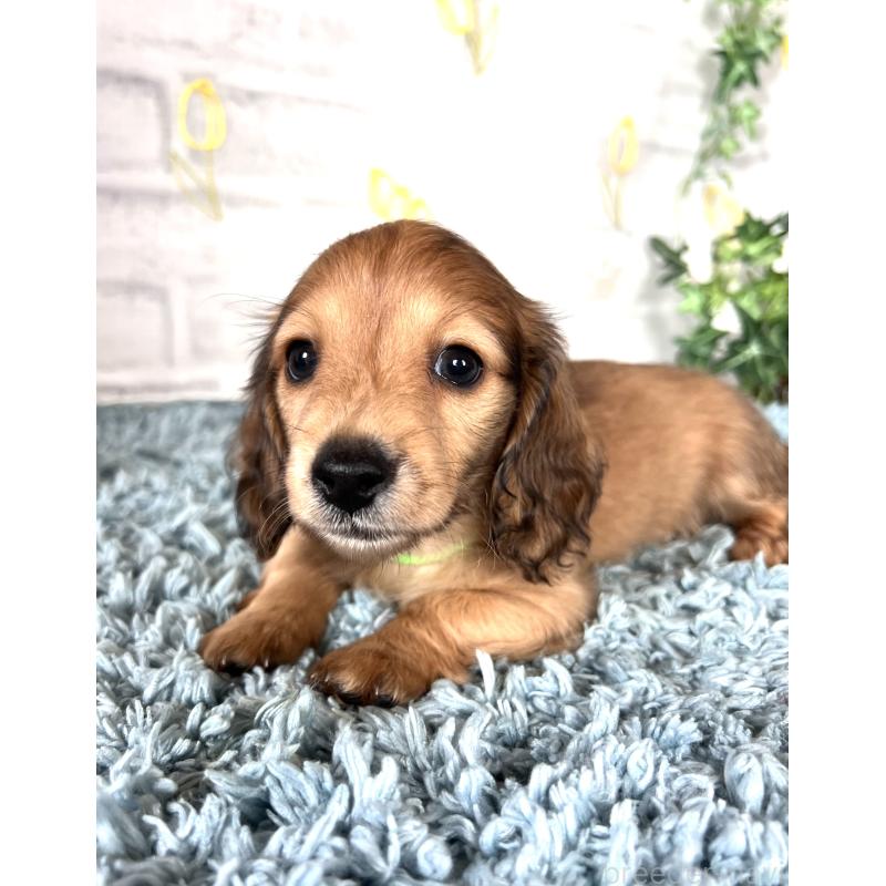 販売中の埼玉県のミニチュアダックスフンド(ロングヘアード)-449728の14枚目