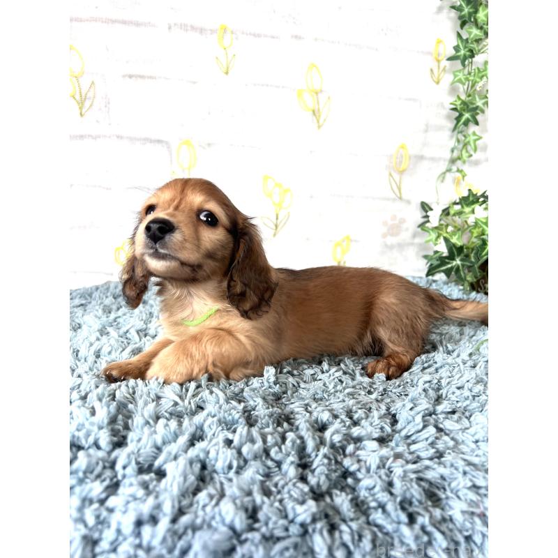 販売中の埼玉県のミニチュアダックスフンド(ロングヘアード)-449728の13枚目