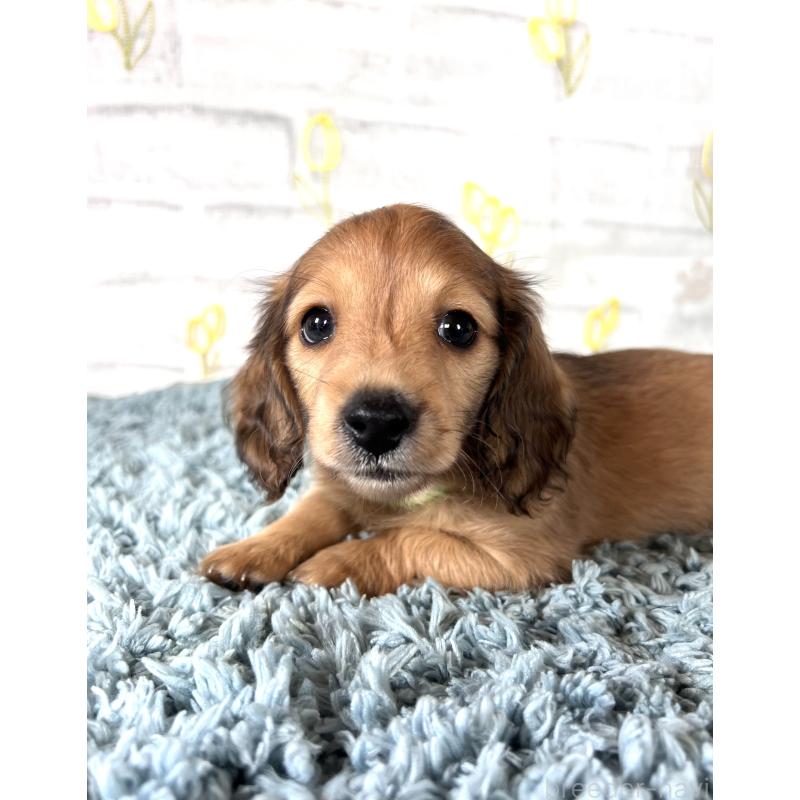 販売中の埼玉県のミニチュアダックスフンド(ロングヘアード)-449728の12枚目