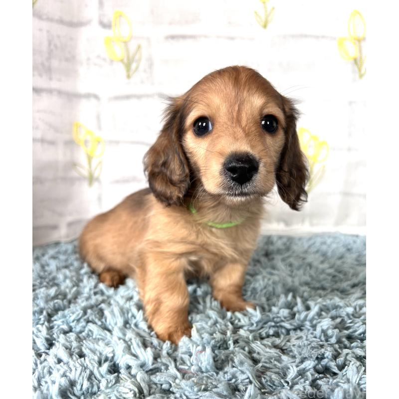 販売中の埼玉県のミニチュアダックスフンド(ロングヘアード)-449728の11枚目