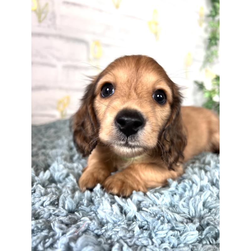 販売中の埼玉県のミニチュアダックスフンド(ロングヘアード)-449728の10枚目