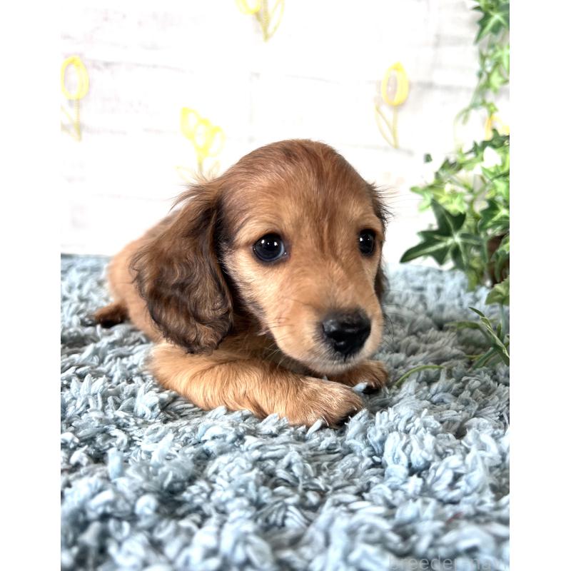 販売中の埼玉県のミニチュアダックスフンド(ロングヘアード)-449728の9枚目