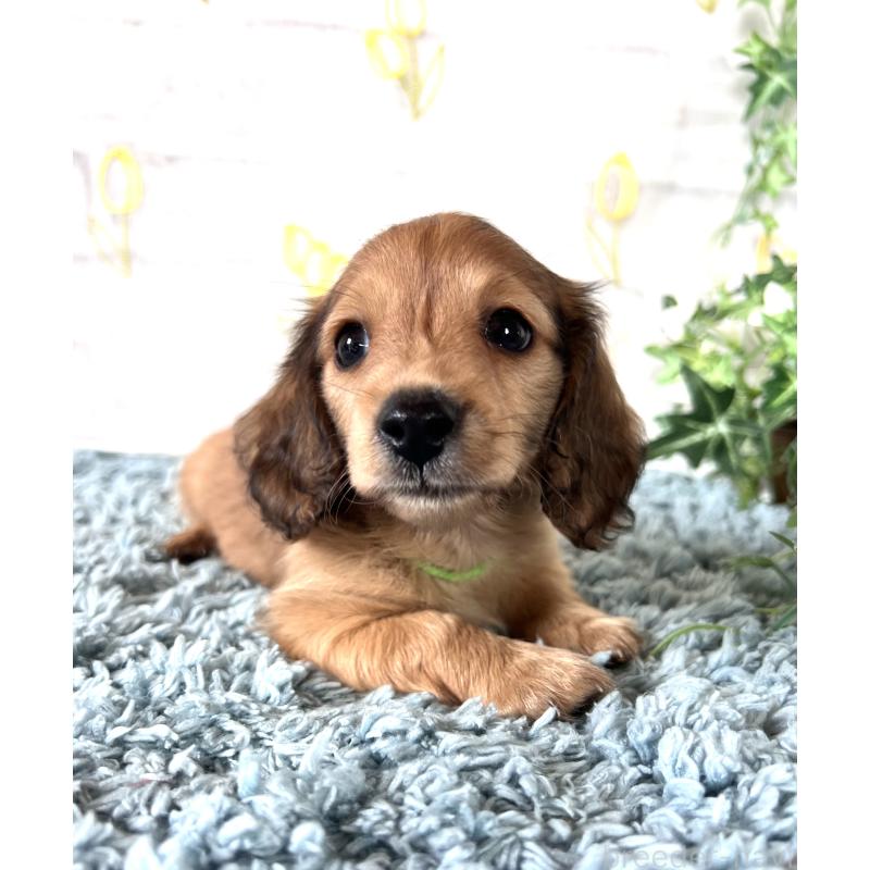 販売中の埼玉県のミニチュアダックスフンド(ロングヘアード)-449728の8枚目